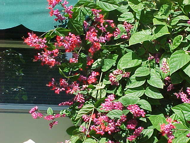 clerodendrum05